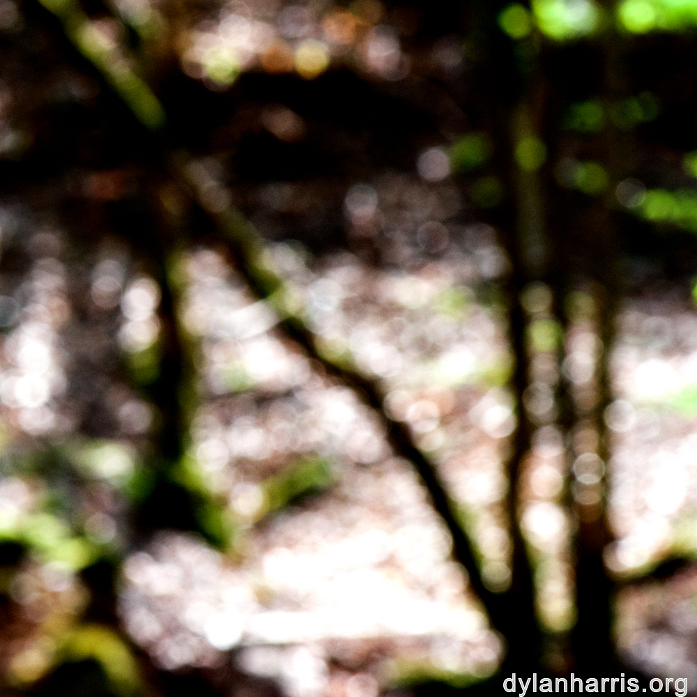 image: This is &lsquo;wood (xlv) 1&rsquo;.