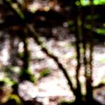 image: Image from the photoset &lsquo;wood (xlv)&rsquo;.