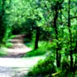 image: Image from the photoset &lsquo;wood (xlv)&rsquo;.