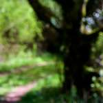 image: Image from the photoset &lsquo;wood (xlv)&rsquo;.