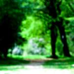 image: Image from the photoset &lsquo;wood (xlv)&rsquo;.