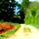 image: Image from the photoset &lsquo;wood (xlv)&rsquo;.