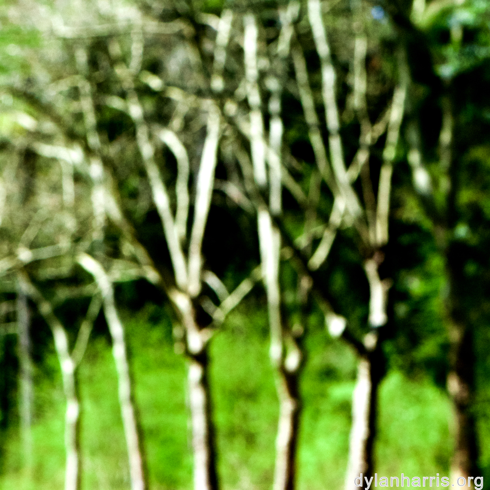 image: This is &lsquo;wood (xlvi) 2&rsquo;.