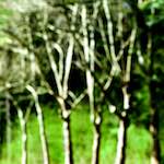 image: Image from the photoset &lsquo;wood (xlvi)&rsquo;.