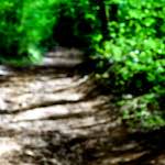 image: Image from the photoset &lsquo;wood (xlvi)&rsquo;.