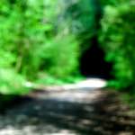 image: Image from the photoset &lsquo;wood (xlvi)&rsquo;.