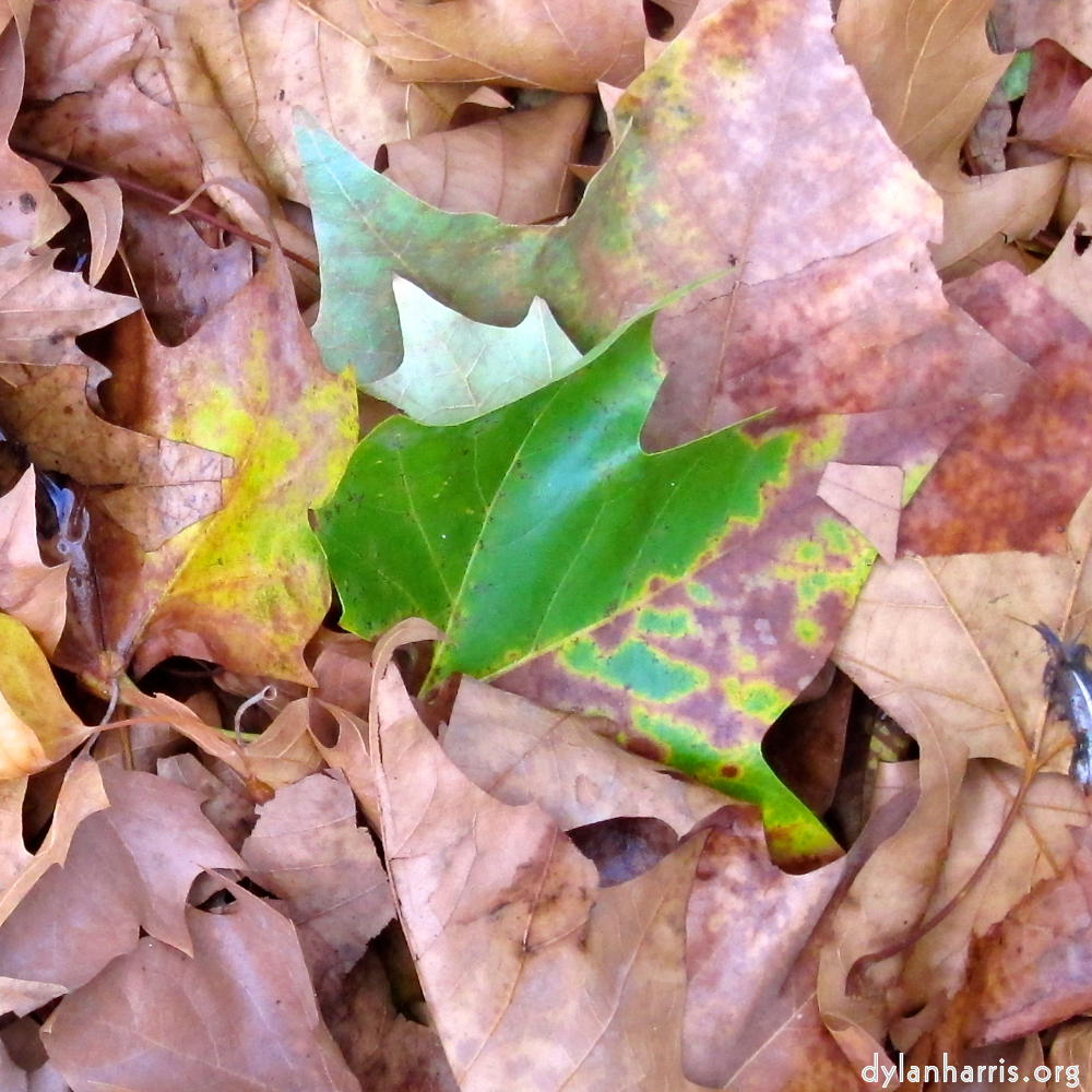 Image: Image 'paris (xiii) 1'.