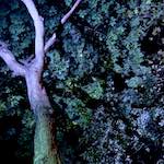 Second image from the photoset 'nuit (iii)'.