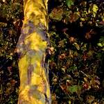 Fifth image from the photoset 'nuit (iii)'.