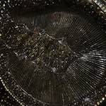 Third image from the photoset 'elephant (iii)'.