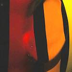 Fourth image from the photoset 'elephant (iv)'.