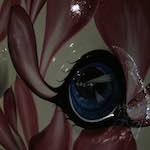 Fifth image from the photoset 'elephant (iv)'.