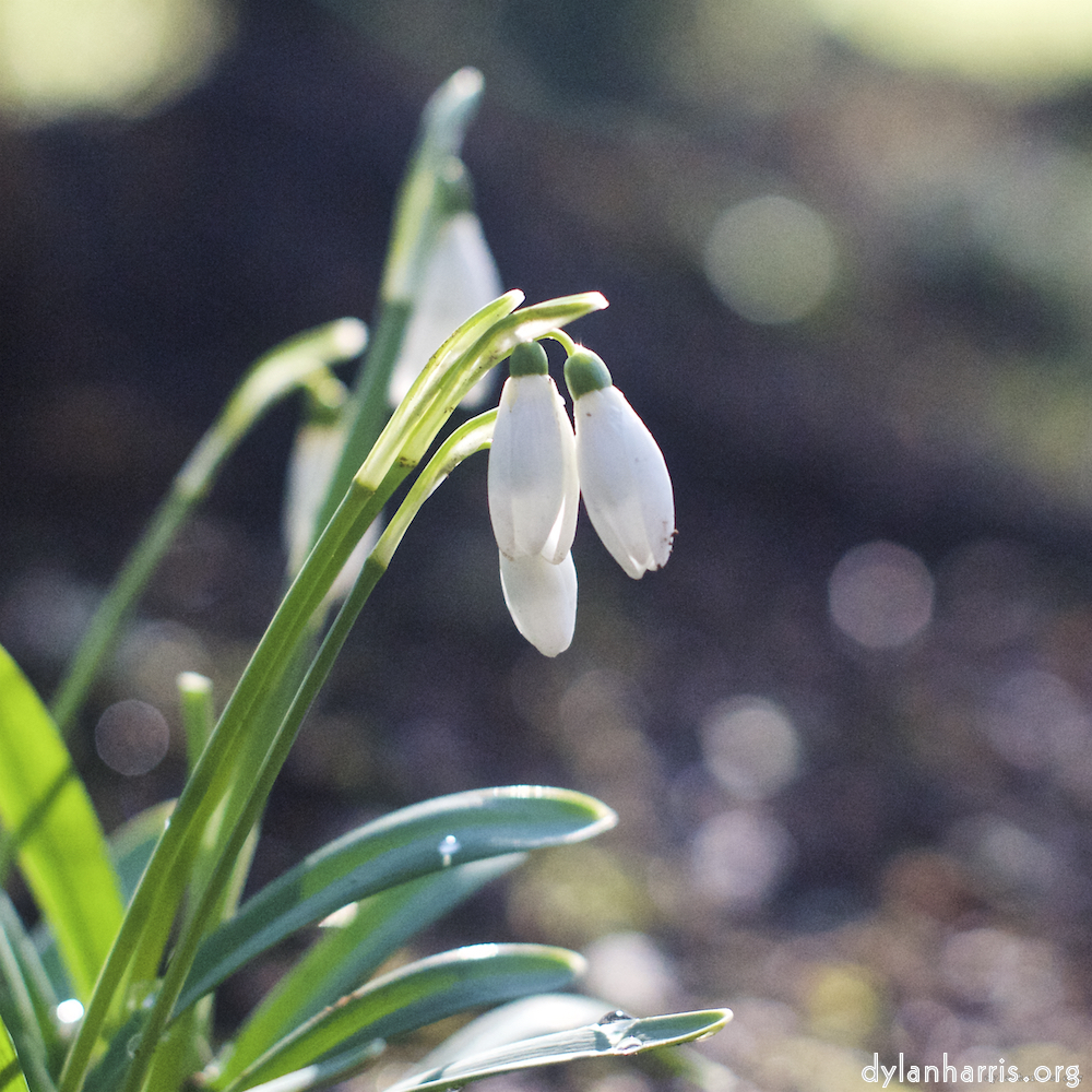 Image: Image 'parc (xxii) 4'.