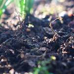 Image: Third image from the photoset 'parc (xxii)'.