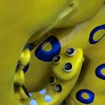 Fourth image from the photoset 'elephant (v)'.