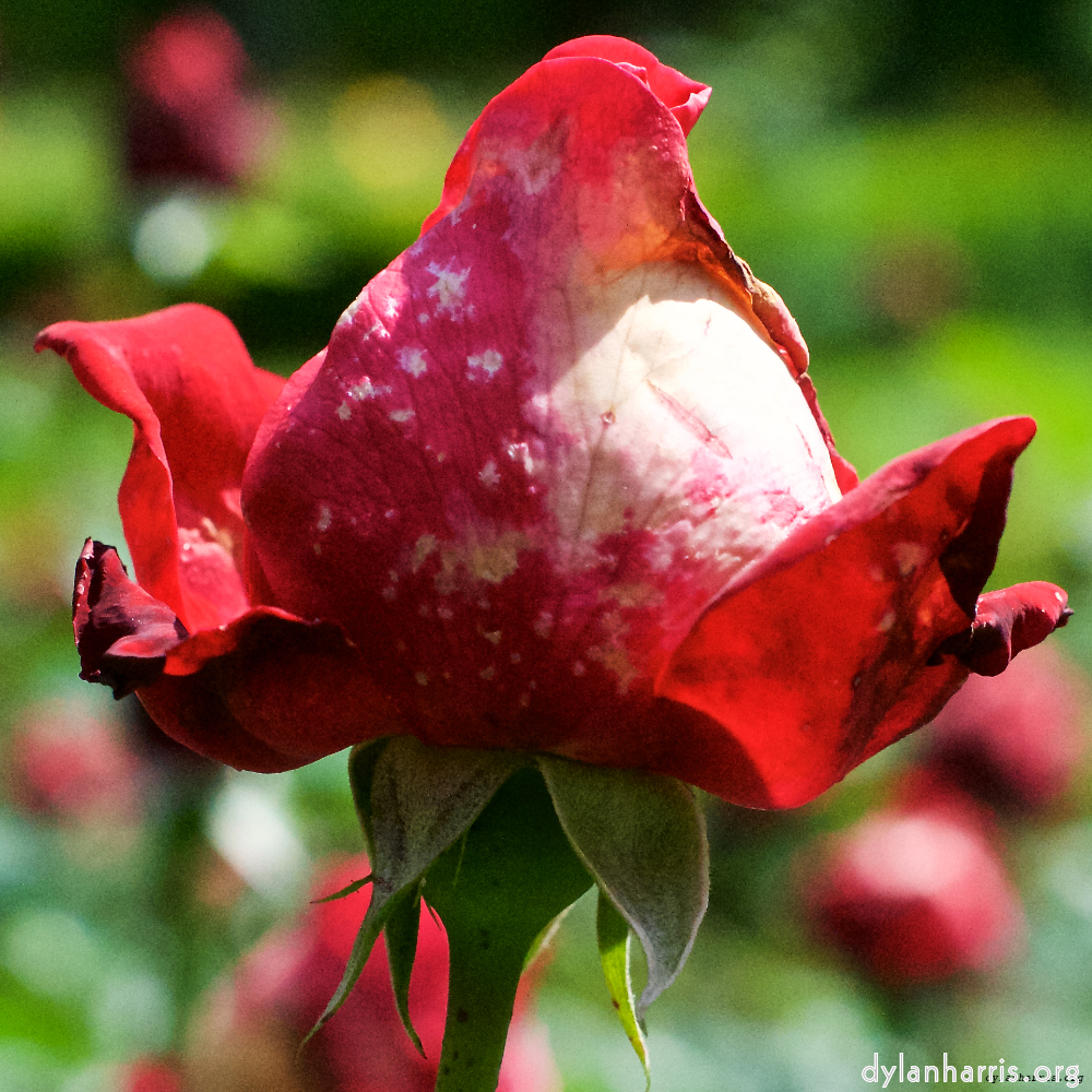 Image: Image 'escher blummen (xiii) 2'.