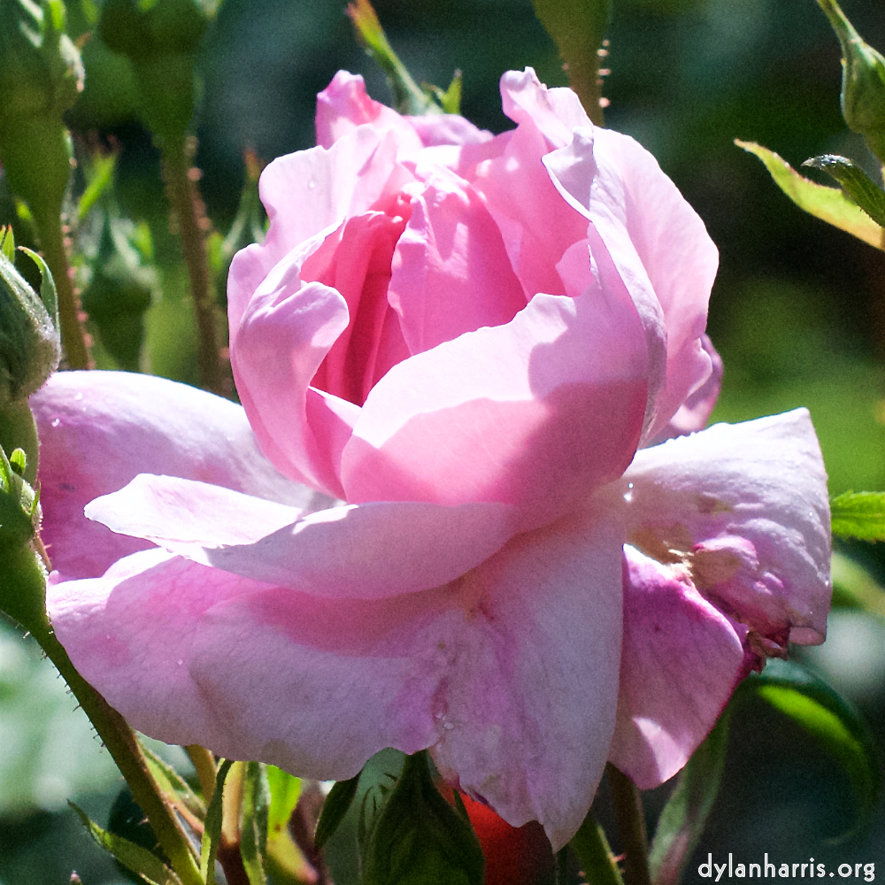 Image 'flower (xiii) 3'.