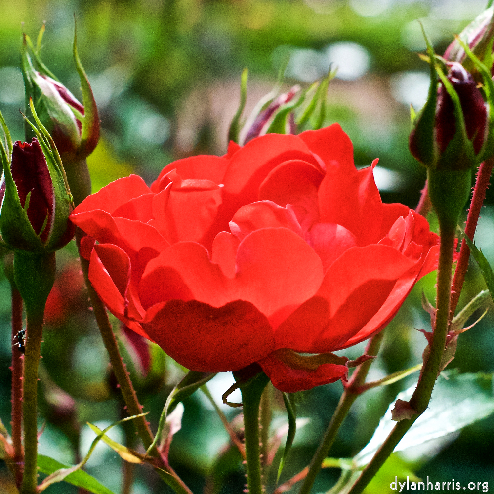 Image 'flower (xiii) 4'.