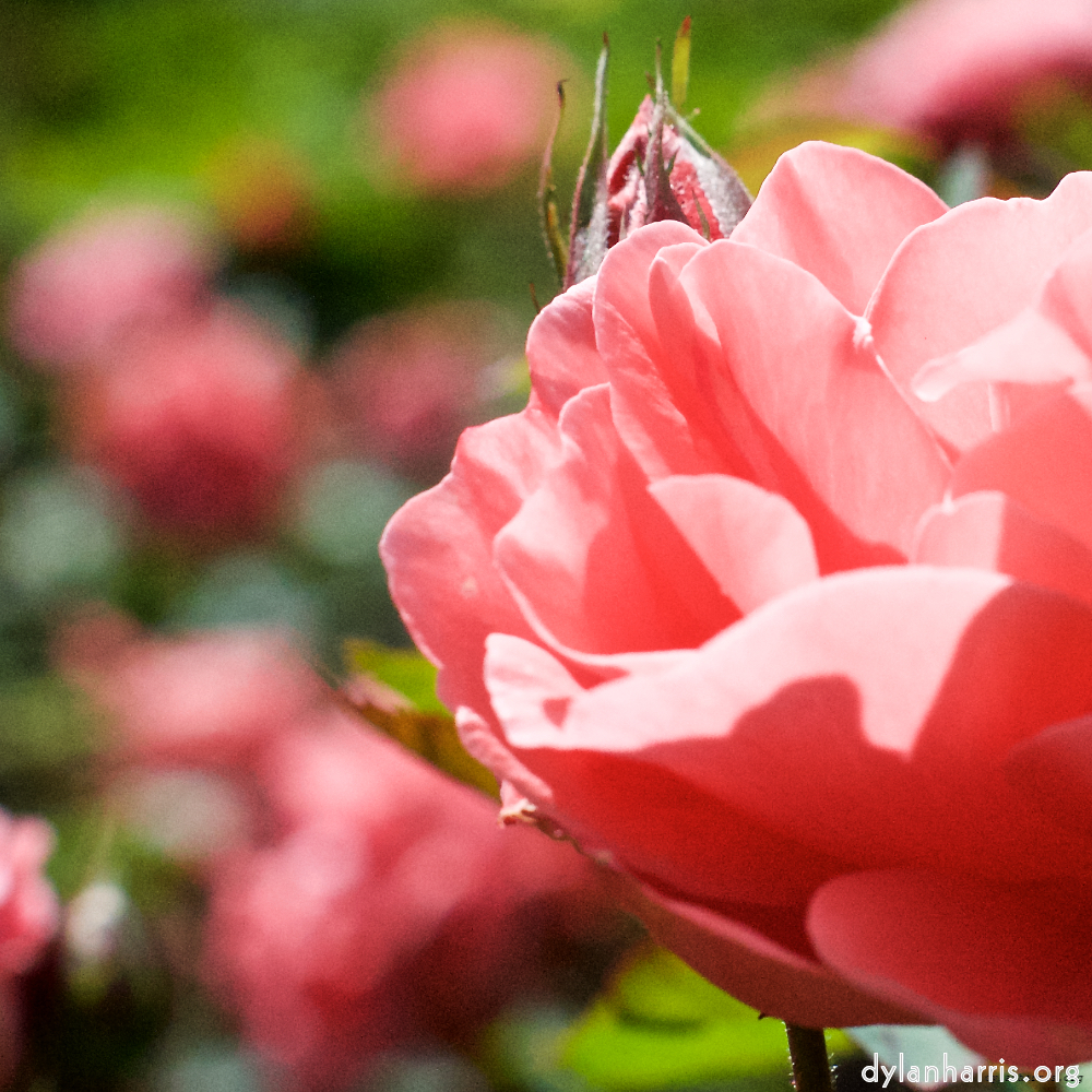 Image 'flower (xiii) 6'.