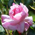 Third image from the photoset 'flower (xiii)'.