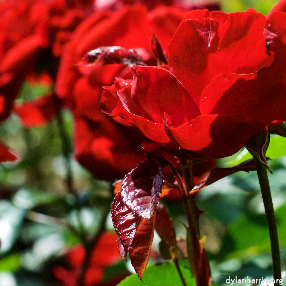 Image 'flower (xiv) 1'.