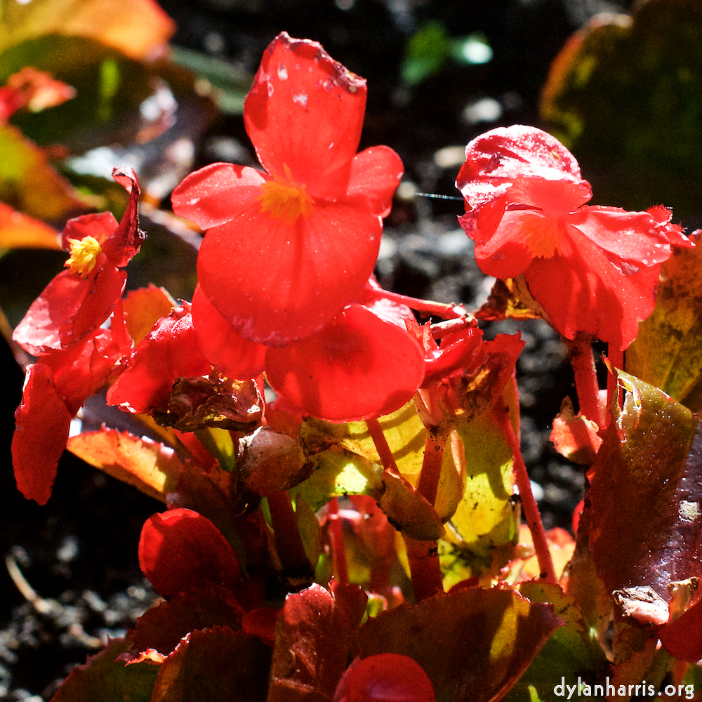 Image 'flower (xiv) 2'.