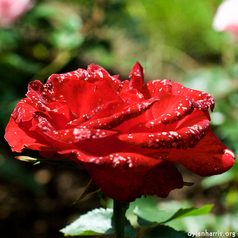 Image 'flower (xiv) 4'.