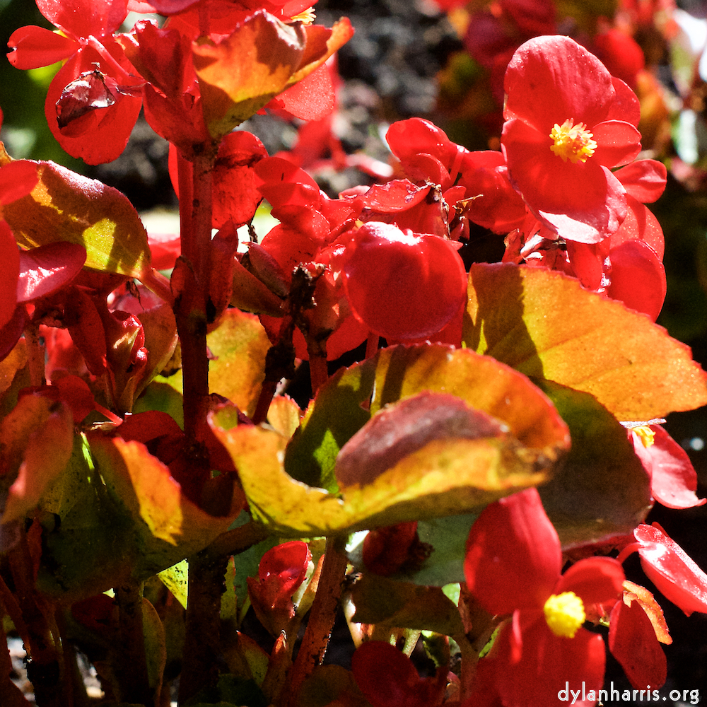 Image 'flower (xiv) 5'.