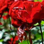 First image from the photoset 'flower (xiv)'.