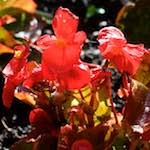 Second image from the photoset 'flower (xiv)'.