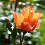 Sixth image from the photoset 'flower (xiv)'.