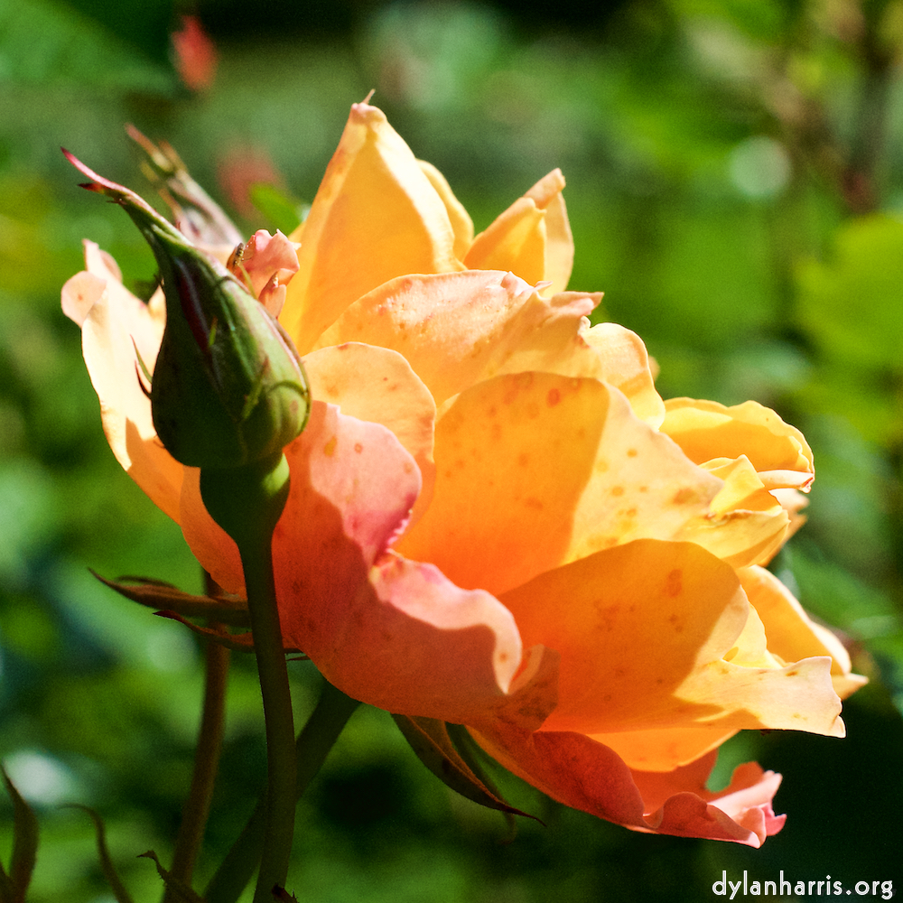 Image 'flower (xv) 2'.