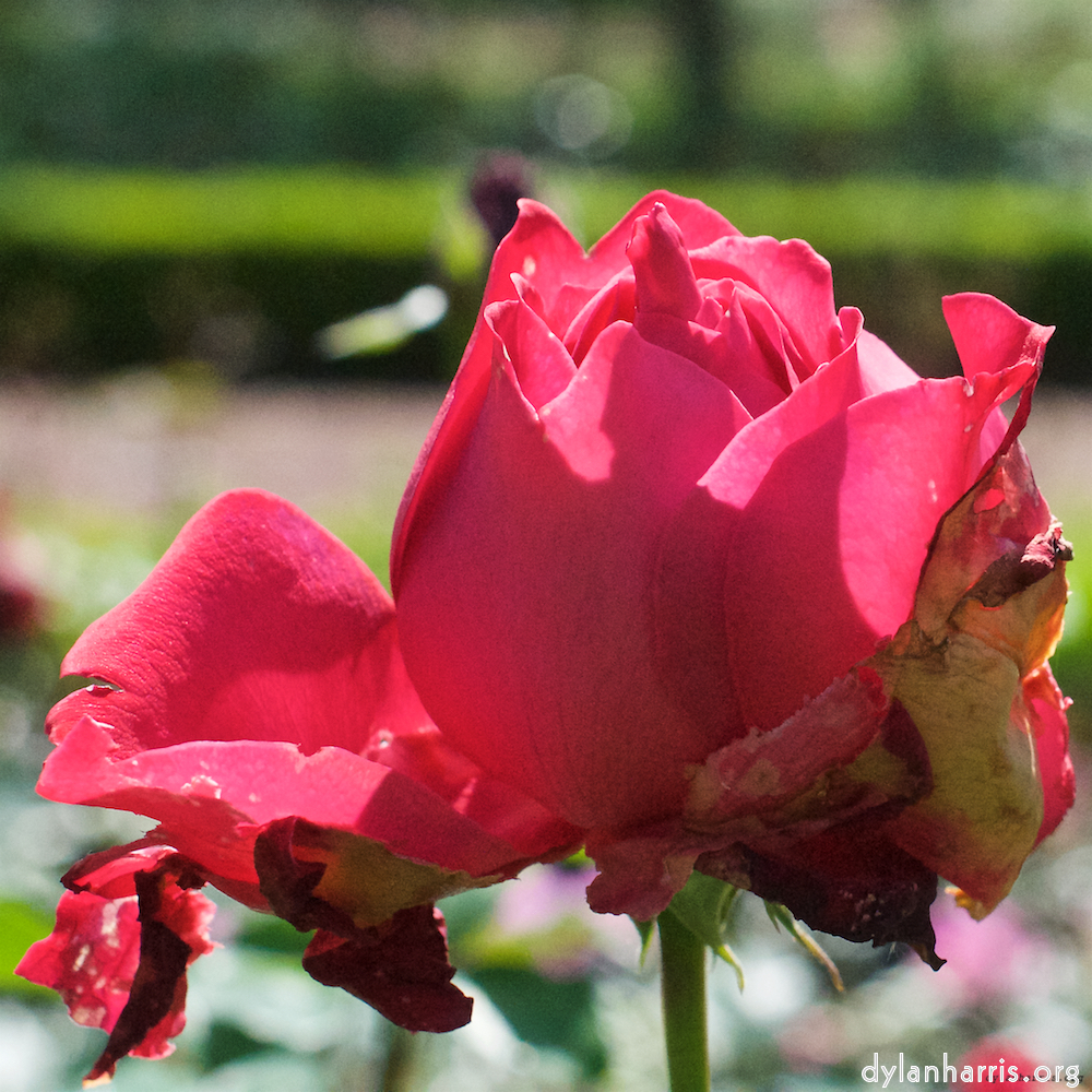 Image 'flower (xv) 4'.