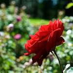 First image from the photoset 'flower (xv)'.