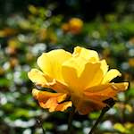 Third image from the photoset 'flower (xv)'.