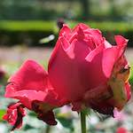 Fourth image from the photoset 'flower (xv)'.