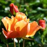 Fifth image from the photoset 'flower (xv)'.