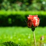 Sixth image from the photoset 'flower (xv)'.