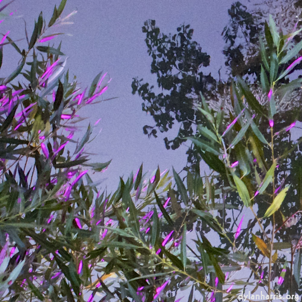 Image 'flower (vii) 1'.