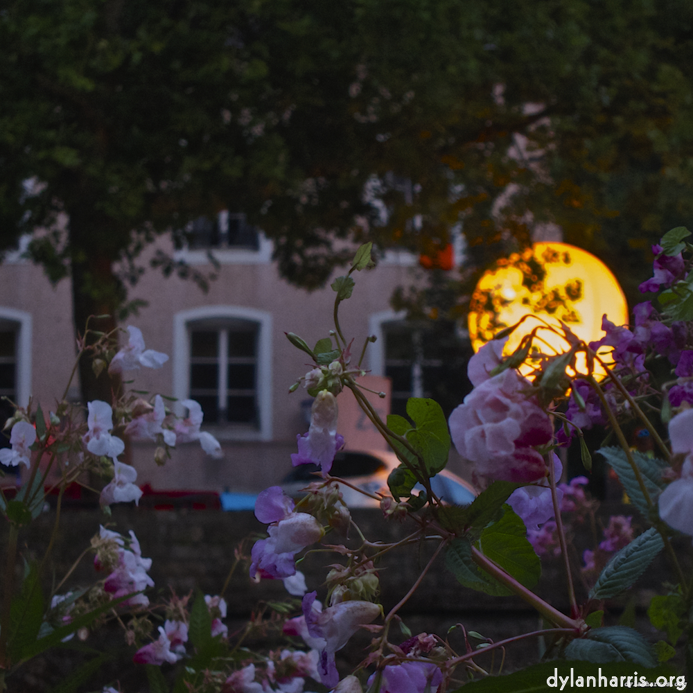 image: This is &lsquo;flower (iv) 3&rsquo;.