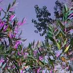 image: Image from the photoset &lsquo;flower (iv)&rsquo;.