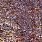 Sixth image from the photoset 'montmartre (ii)'.