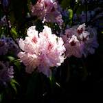 Image: Third image from the photoset 'luxembourg (xi)'.