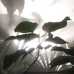 Image: First image from the photoset 'dublin (x)'.