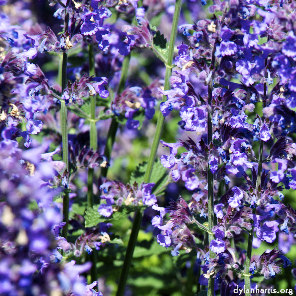 Image 'dublin (xi) 6'.