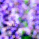 Third image from the photoset 'dublin (xi)'.