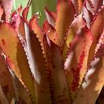 Fourth image from the photoset 'dublin (xi)'.