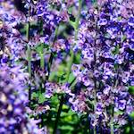 Sixth image from the photoset 'dublin (xi)'.