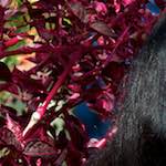 image: Image from the photoset &lsquo;poets (i)&rsquo;.