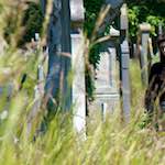 image: Image from the photoset &lsquo;poets (iii)&rsquo;.